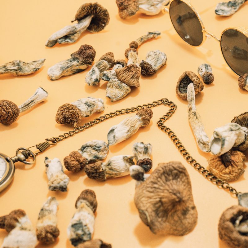 Dried mushroom spread out evenly on a yellow background with a gold chain in the middle of them