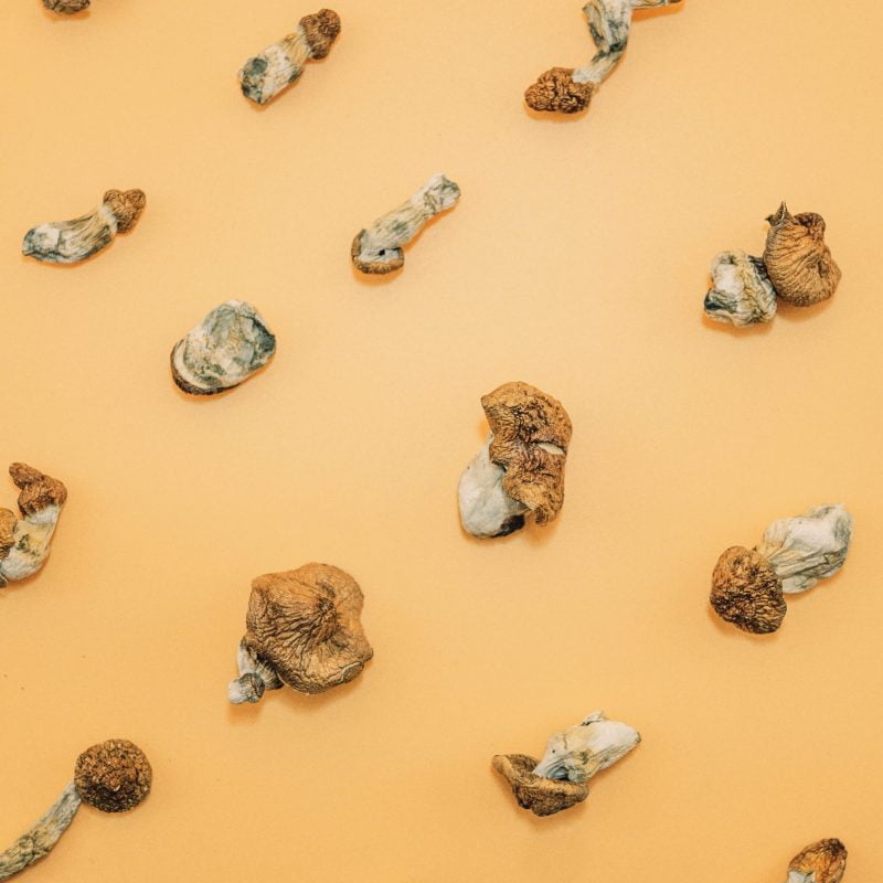 Dried mushroom spread out evenly on a yellow background