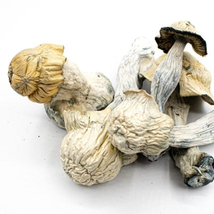 Pearly Gates raw mushrooms on a white background