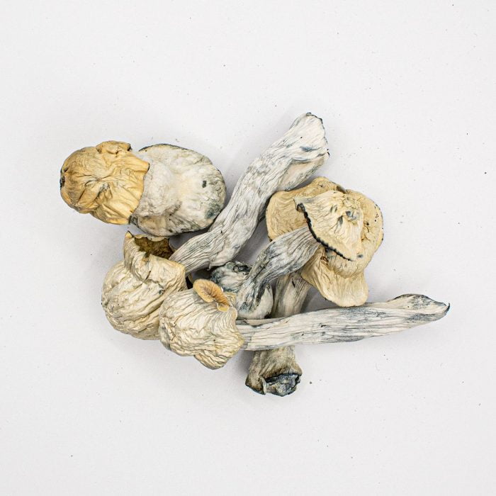 Pearly Gates raw mushrooms on a white background