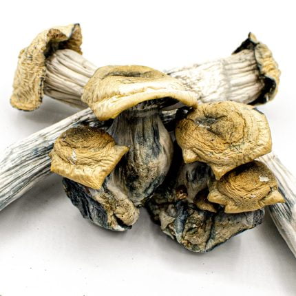 Yeti raw mushrooms on a white background