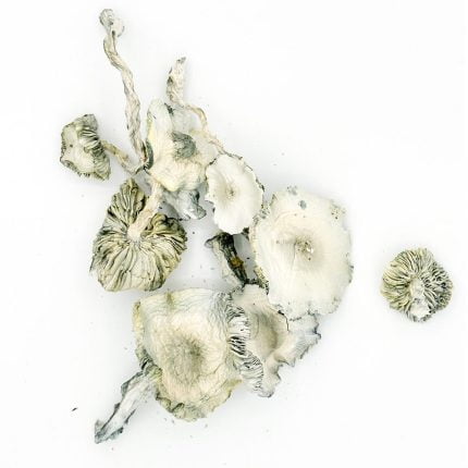 Albino Avery raw mushrooms on a white background
