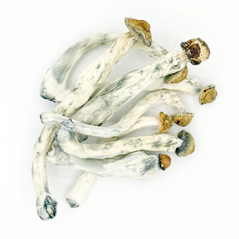 Ric Flair raw mushrooms on a white background